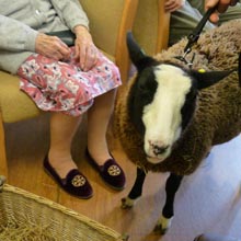 Fishers Mobile Farm visit to Beechville Care Home, Horwich